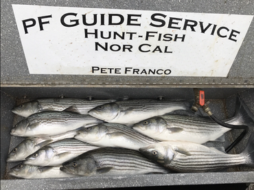 Striped bass in full swing!!!