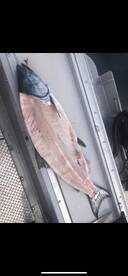 Ketchikan Report Photo 2