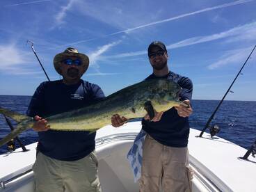 Dolphin season is here!