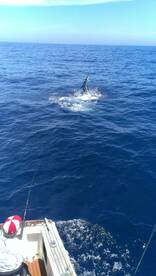 Sydney Report Photo 2