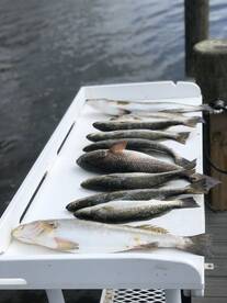 Santa Rosa Beach Report Photo 2