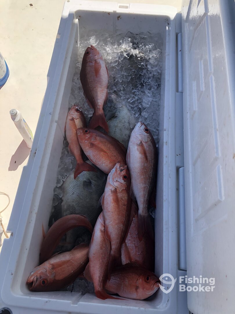 Orange Beach Report Photo 0