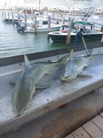 Port Canaveral Report Photo 2