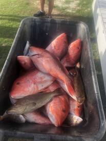 Red snapper season!