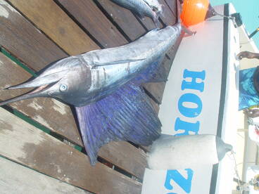 Sailfish