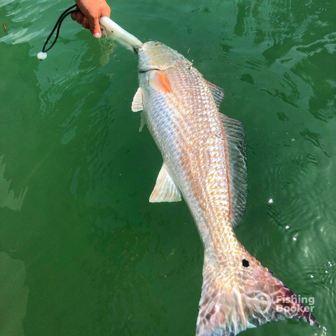 Sarasota Report Photo 0