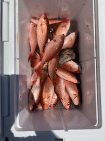 Orange Beach Report Photo 2