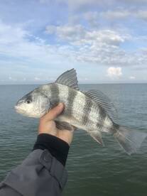 Marco Island Report Photo 2