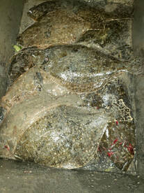 Aransas Pass Report Photo 1