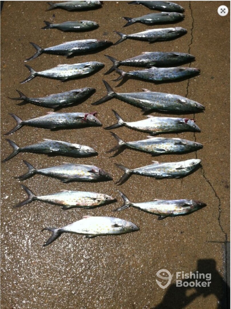 Spanish Mackerel