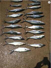 Inshore Charter May 18th, 2019