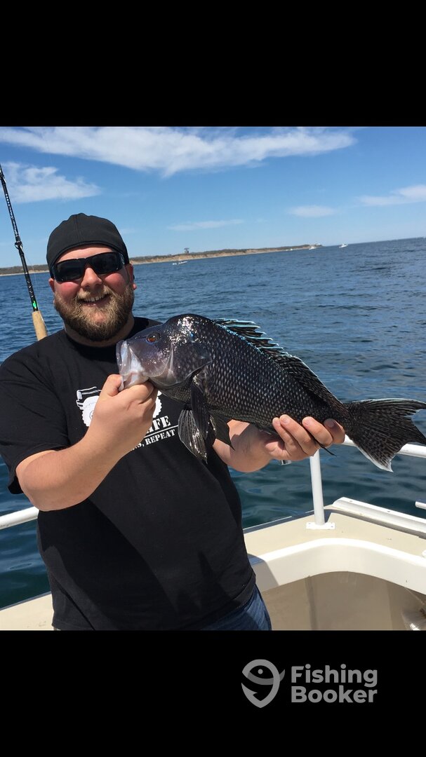 Catch and release sea bass.
