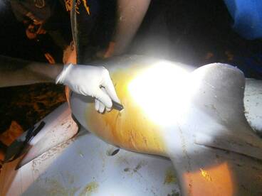 lemon shark, tagged