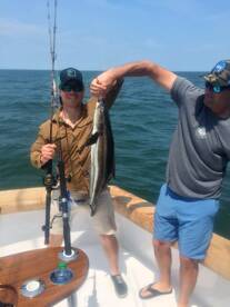 Cobia