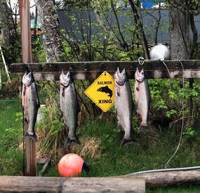 Soldotna Report Photo 1