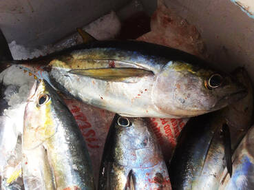 Veraguas Report Photo 2