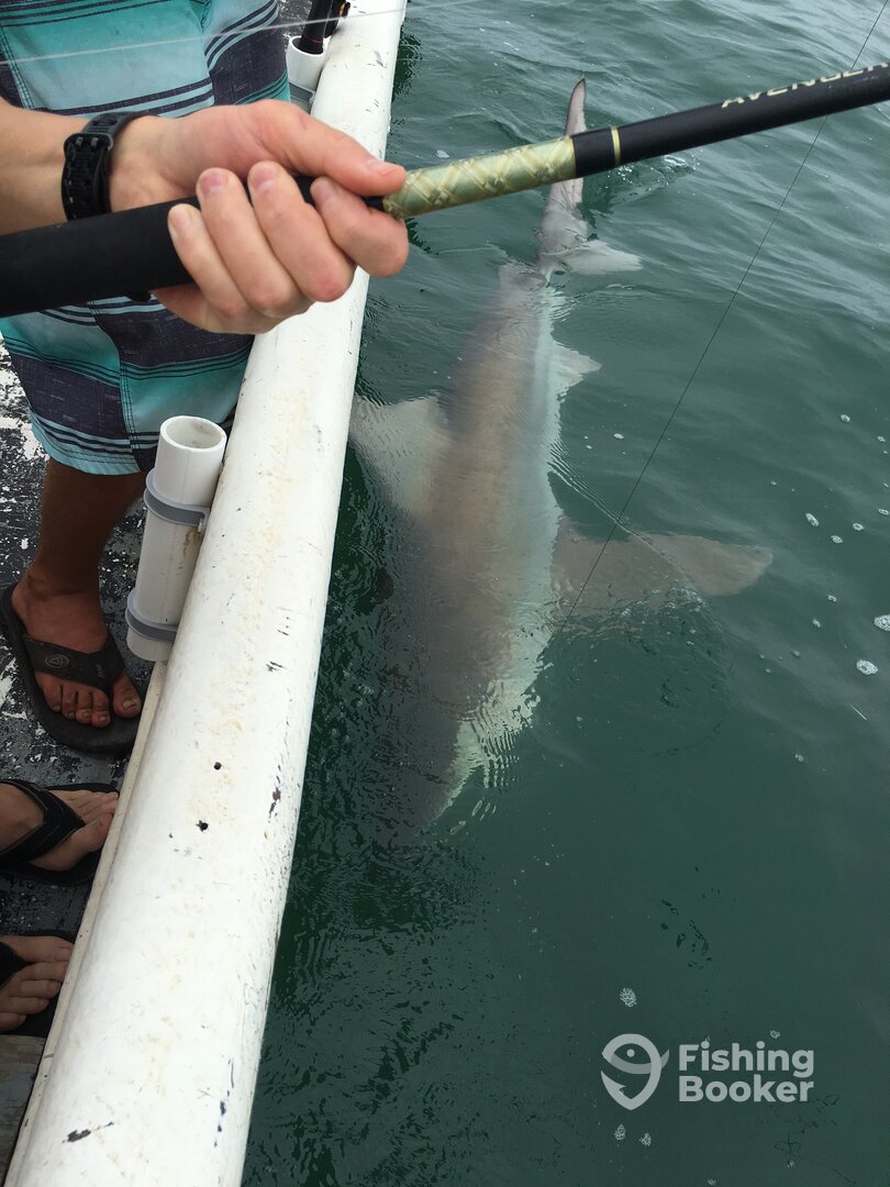 Chincoteague Report Photo 0