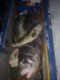 Night fishing for cracker