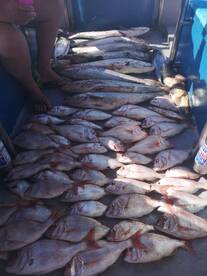 Day trip 10 hours bottem fishing 