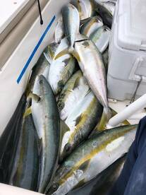 Catalina Yellowtail!