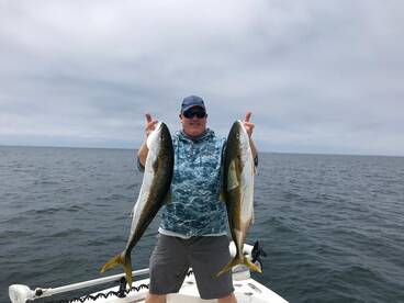 The Yellowtail are here!