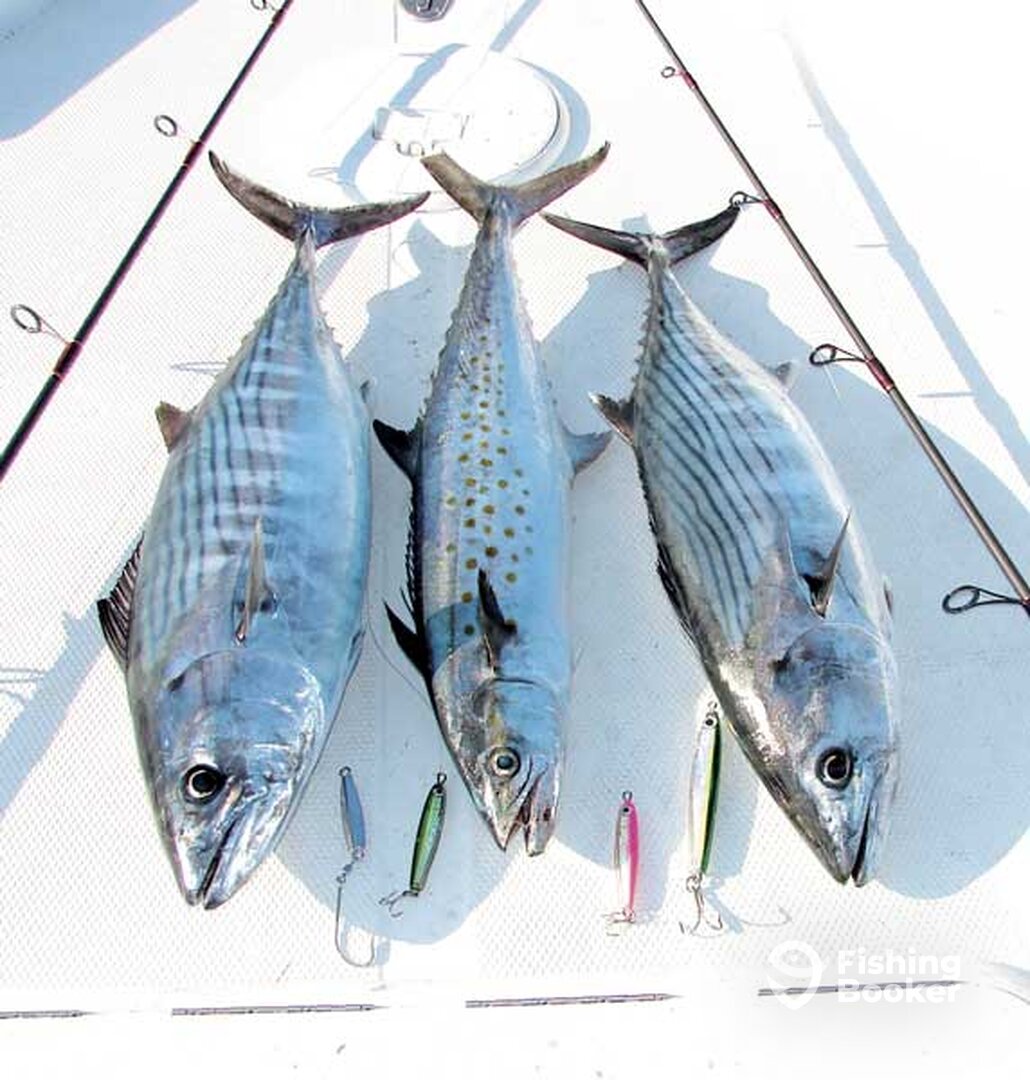 Redington Shores Report Photo 0