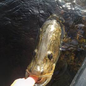 Key Largo Report Photo 1