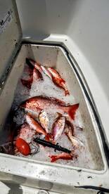 Destin Report Photo 1