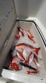 Destin Report Photo 1