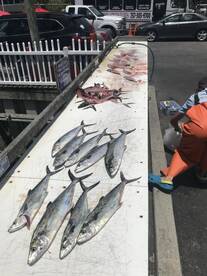 Mackerel