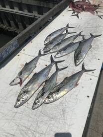 Mackerel