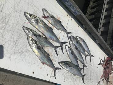 Virginia Beach Report Photo 2