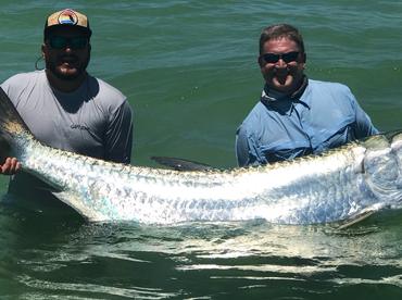 Big Tarpon and tons of Snook!