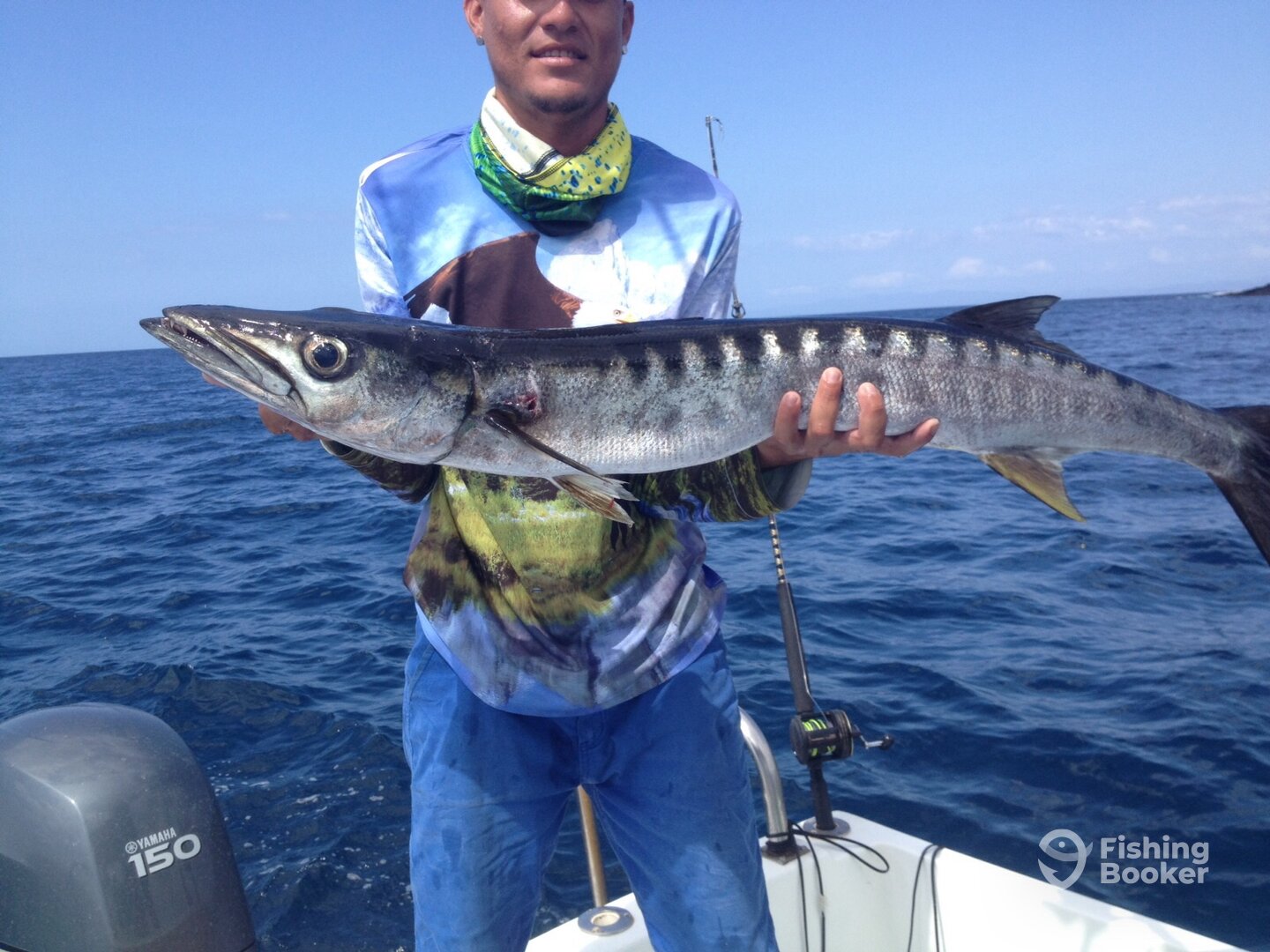 Barracuda