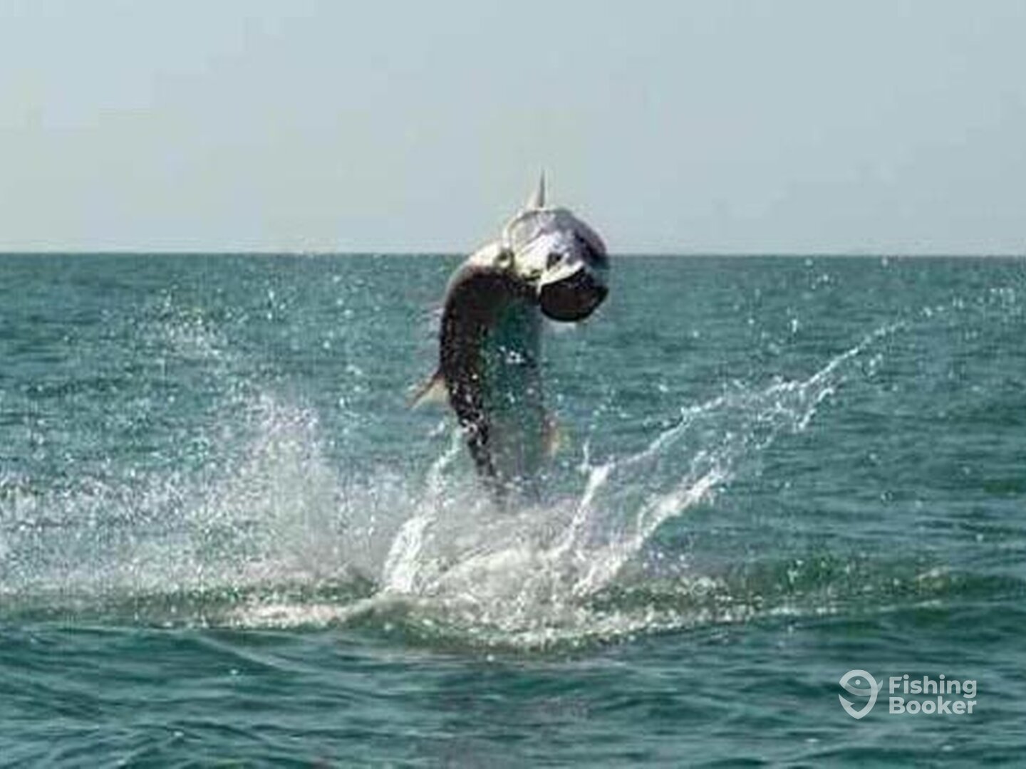Tarpon charters key west
