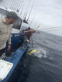 Dorado and some bottom fish