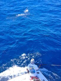 Jumping sailfish