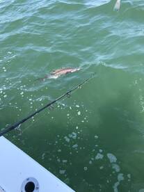 Norfolk Report Photo 1