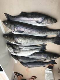 Montauk Report Photo 2