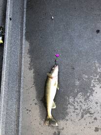 Lakeside Marblehead Report Photo 2