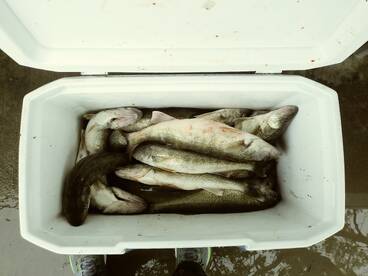 Cleveland Walleye fishing is on fire!!!