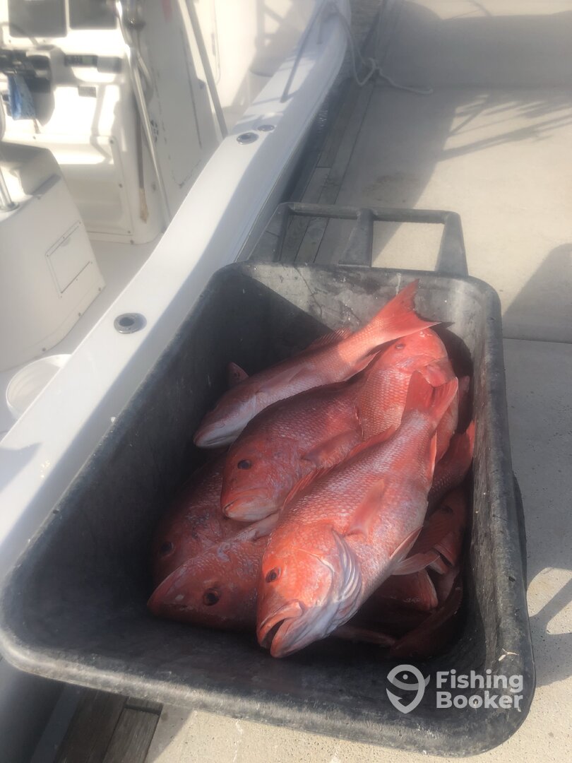 Orange Beach Report Photo 0