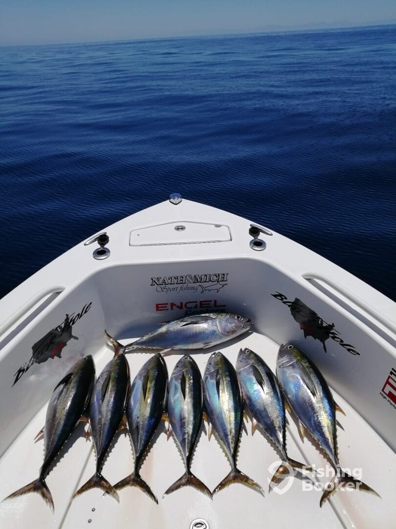 17 tuna & 1 Striped Marlin