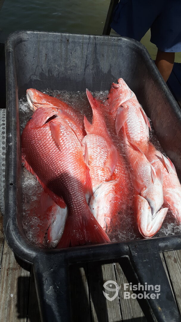 Orange Beach Report Photo 0