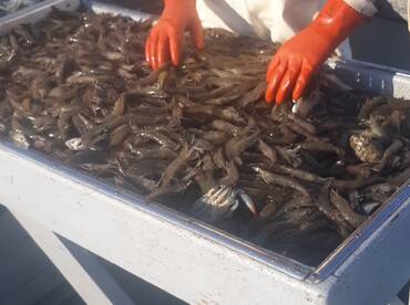 Manns Harbor Report Photo 2