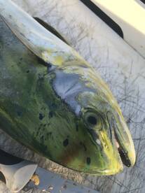 Pompano Beach Report Photo 2