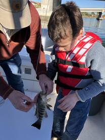 Bay bass