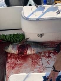 Yellowfin Mania
