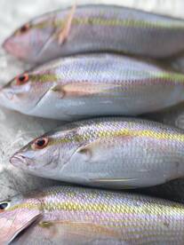 Reef on FIRE again UNTIL...