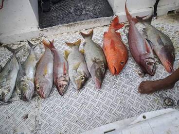 Cuvu Report Photo 2